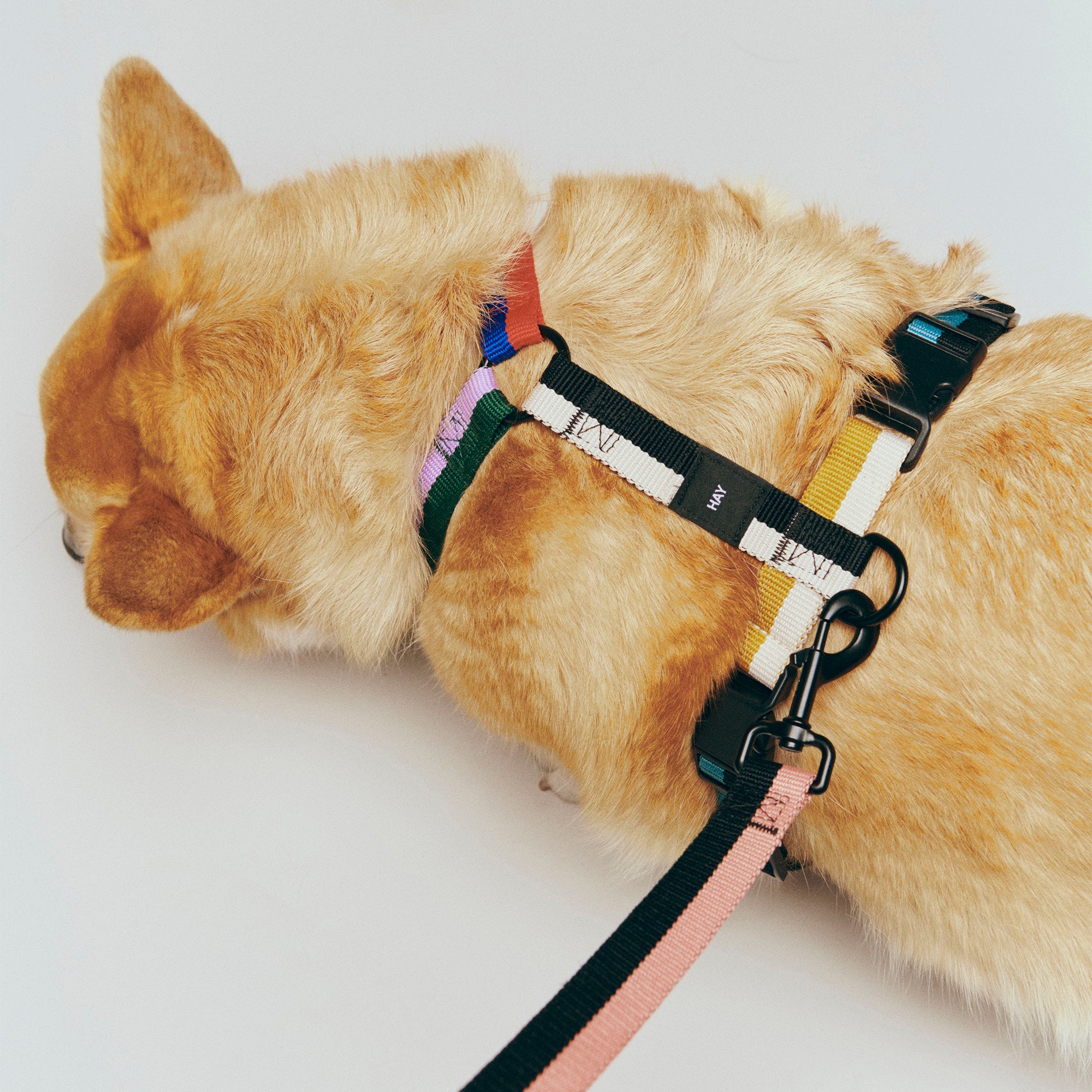 HAY - Dogs Hundegeschirr | multicolour
