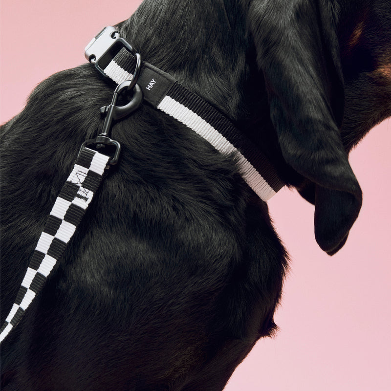 HAY - Dogs Hundehalsband