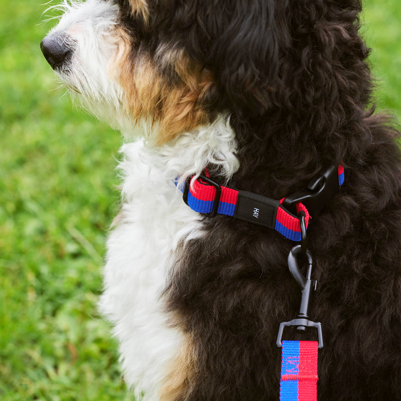 HAY - Dogs Hundehalsband