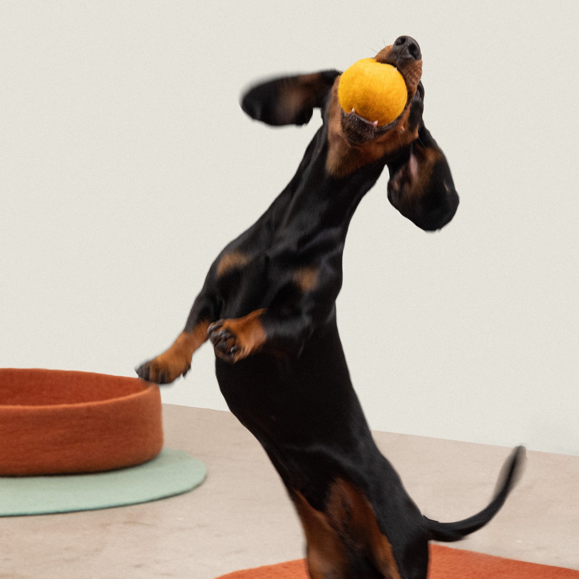 myfelt - Risa &amp; Kuno Hundespielzeug